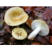 Мицелий Сыроежки охристой / Сыроежка лимонная (Russula ochroleuc) Мицелий Сыроежки охристой / Сыроежка лимонная (Russula ochroleuc)